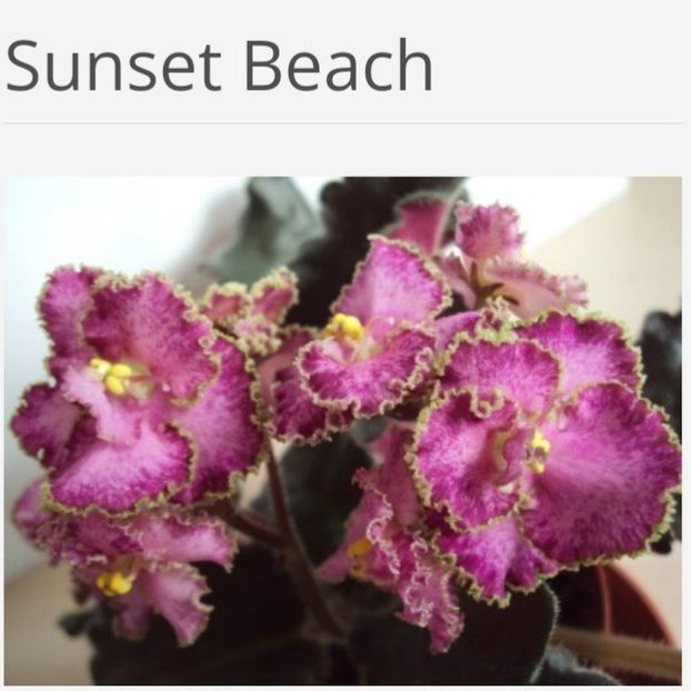 Poza net - Sunset Beach