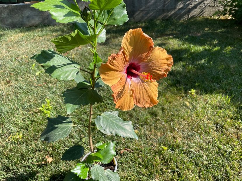 E6B5CF17-7675-41B1-835D-9D7E6BD89212 - 001 - Hibiscusi