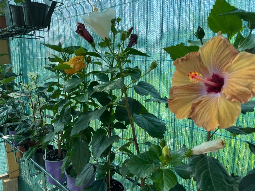 4916C4C1-8F2F-4D38-87E2-B3F59E3AFCE9 - 001 - Hibiscusi