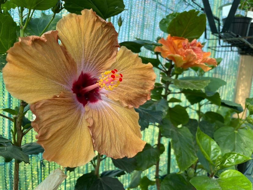 EE318FF0-EA6C-4B0D-A3C8-B3478F9627AC - 001 - Hibiscusi