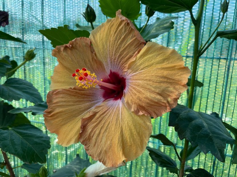 9C8DEBC0-09DB-46F5-BFAA-CE50C6CACBF1 - 001 - Hibiscusi