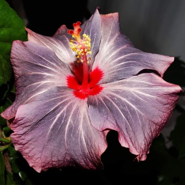  - Hibiscus japonez