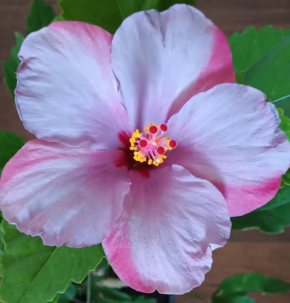  - Hibiscus japonez