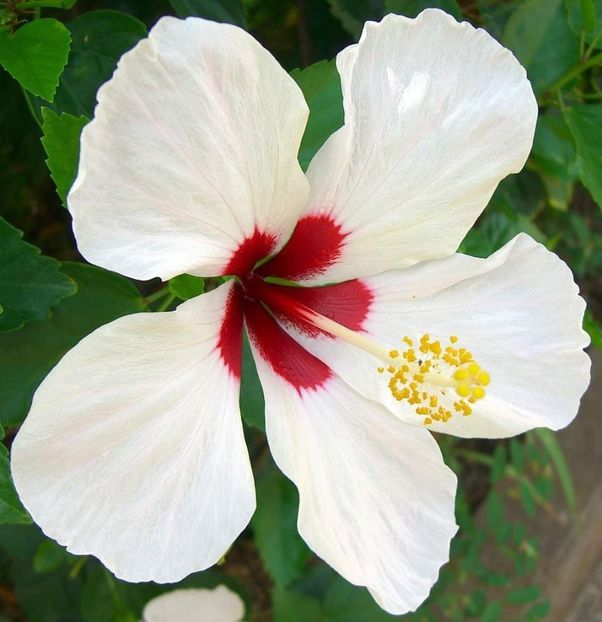  - Hibiscus japonez
