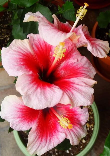  - Hibiscus japonez