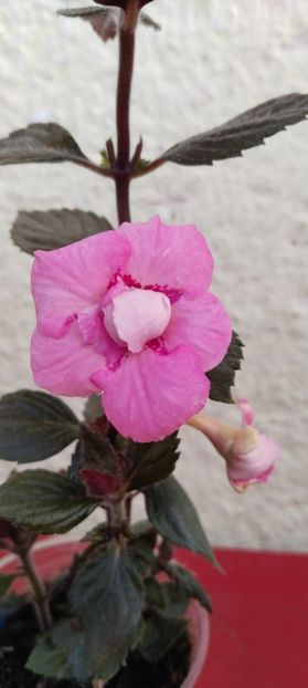  - Pink English Rose