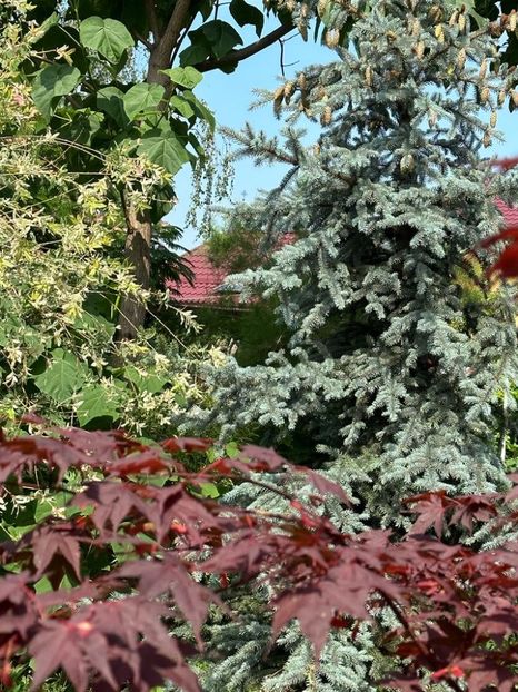 4yg4yvC-Gwy0hCXN0oHHeRRQJEQVhAyYUpFh2SYD-XI=_plaintext_638241617308839953 - 0 0001 grd Roman 05 07 2023 Albitzia si Leandri