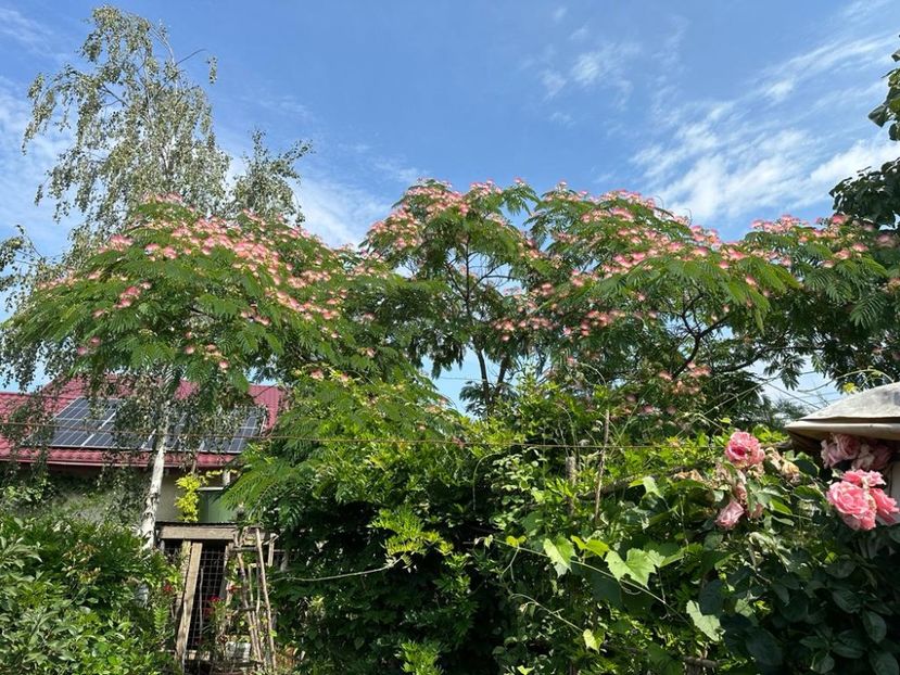 Dy6BozJ5gUEqYstT2NbNlj4MoRfiWuRl0LTXYXJtgow=_plaintext_638241617298061628 - 0 0001 grd Roman 05 07 2023 Albitzia si Leandri