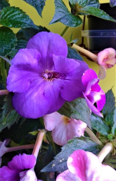 Din seminte - 000018 ACHIMENES