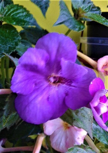  - 000018 ACHIMENES