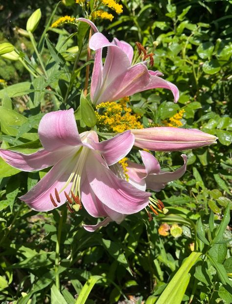 8940AB86-44B0-4F00-B724-58971495E547 - Crini 2016 2023