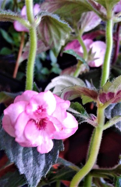 Din seminte - 000018 ACHIMENES