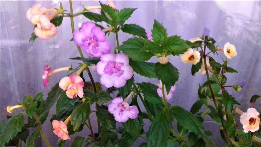  - colectia mea de achimenes 100