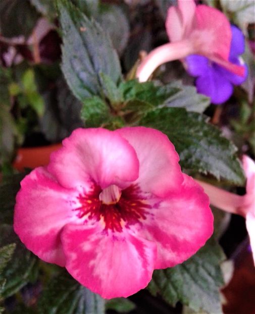  - colectia mea de achimenes 100