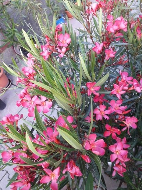  - papa gambeta nr 17