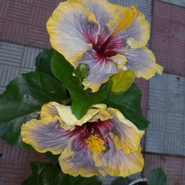 06.07.2023 - HIBISCUSI 2023-1