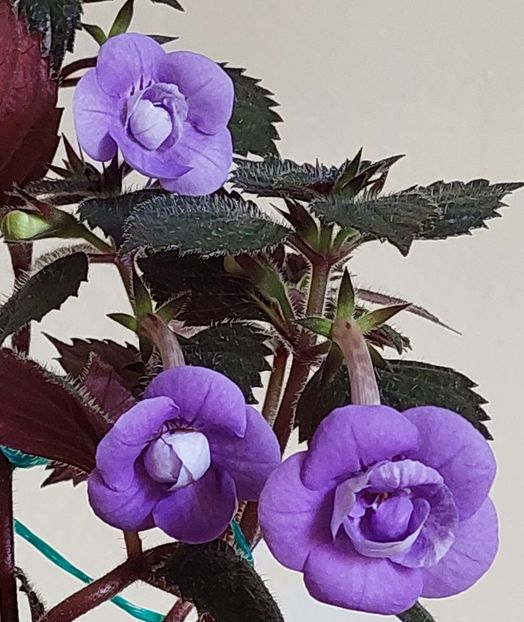 NANA RENE - AAA RIZOMI ACHIMENES DISPONIBILI -2023