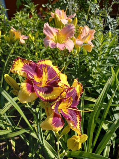  - Hemerocallis