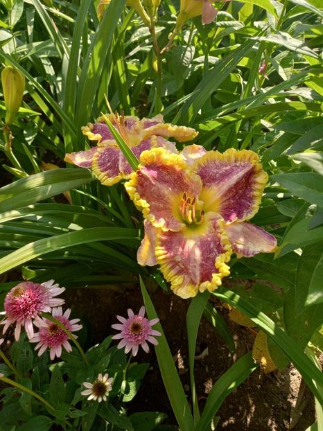  - Hemerocallis