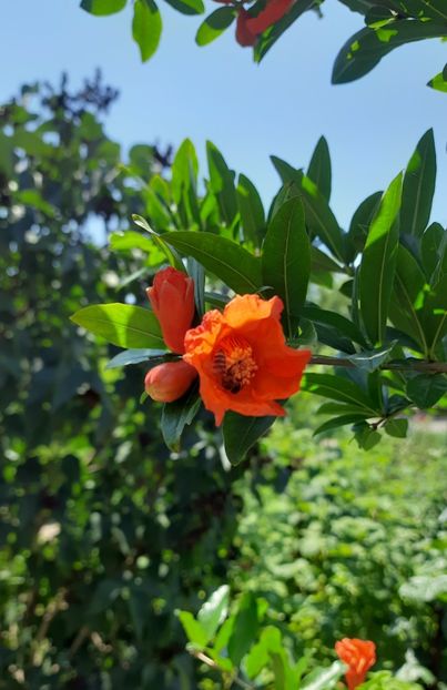 Dente di cavallo - Rodiu Dente di Cavallo