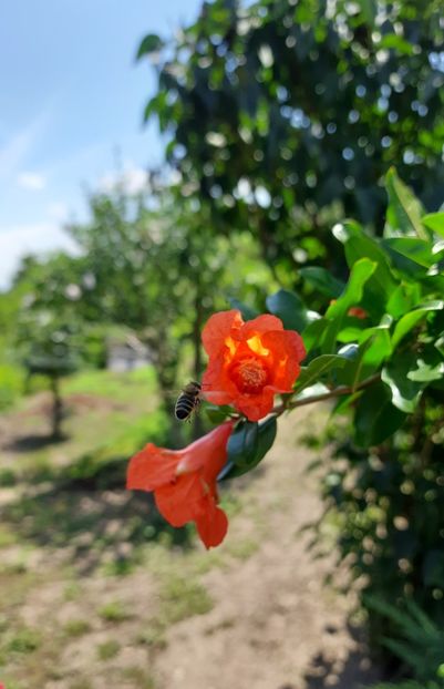 06 07 2023 - Rodiu Dente di Cavallo