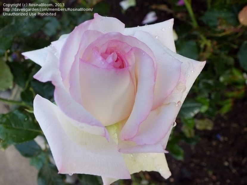 Diamond design-2 - DIAMOND DESIGN