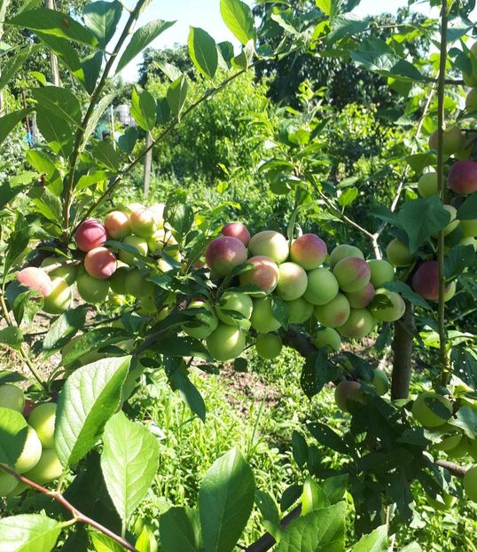 Santa Rosa 06 07 2023 - Prun Santa Rosa