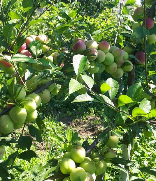 Santa rosa - Prun Santa Rosa