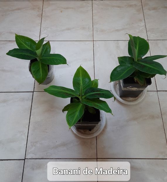 01.07 2023 - Banana de Madeira