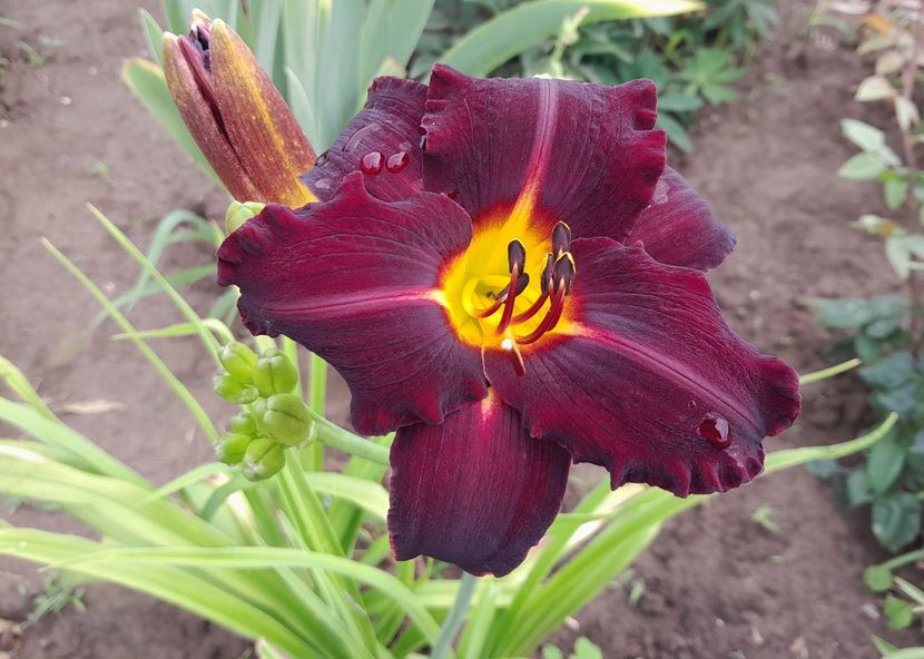 Dominic - Primul bobocel și prima floricică mult așteptată