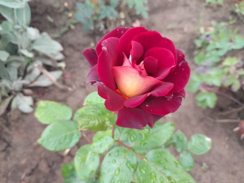 Eddy - Primul bobocel și prima floricică mult așteptată