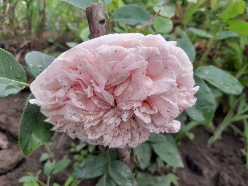  - Primul bobocel și prima floricică mult așteptată