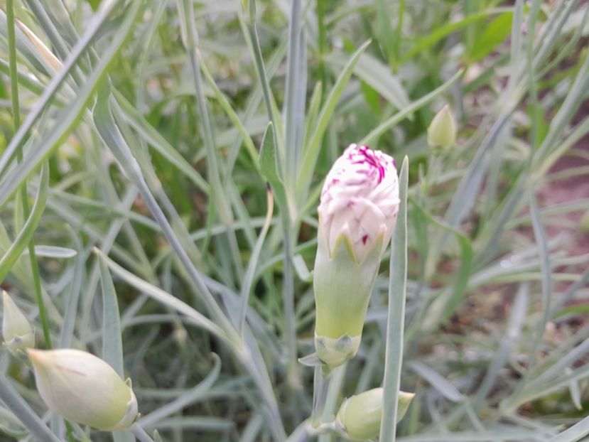  - 2023 floricele din grădină