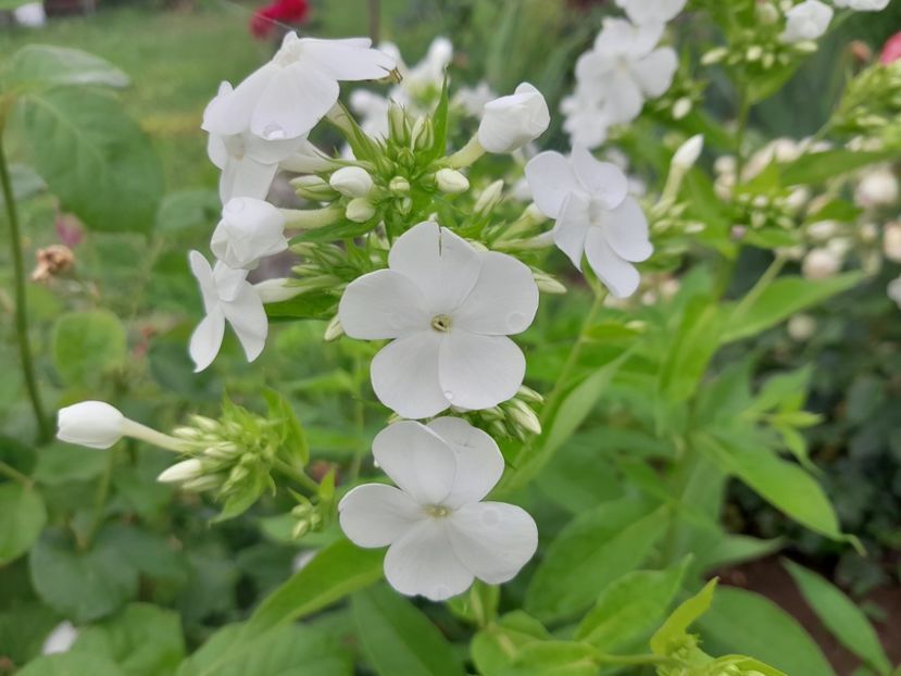  - 2023 floricele din grădină