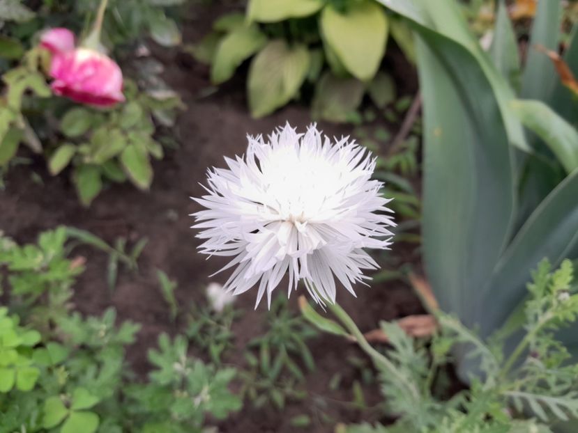  - 2023 floricele din grădină