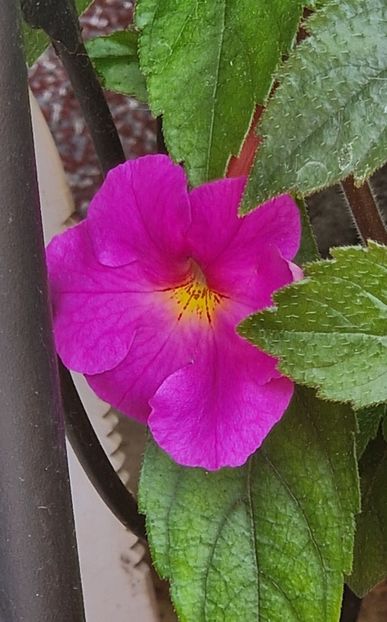  - Hybrid necunoscut Noid-pierdut
