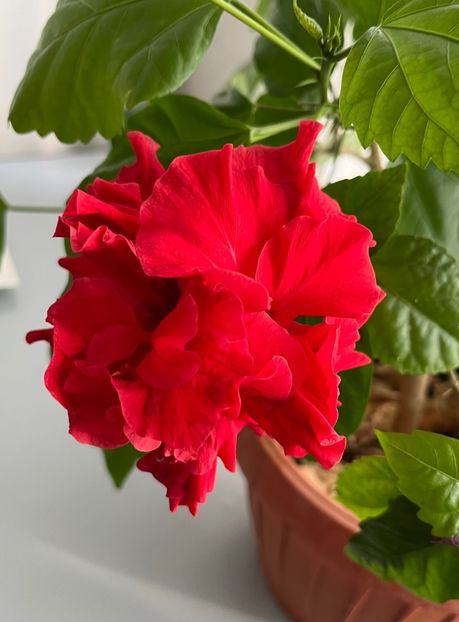 053D255E-7DE2-4B90-87D2-1E863E8E38ED - Hibiscus