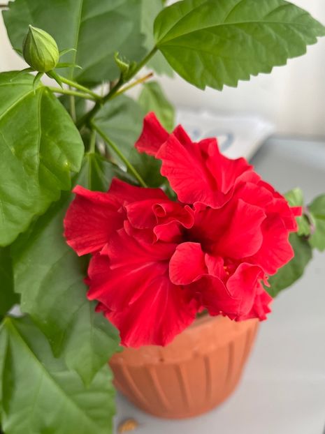 93D08B3F-EBF0-4CCF-B16A-891F75857A30 - Hibiscus
