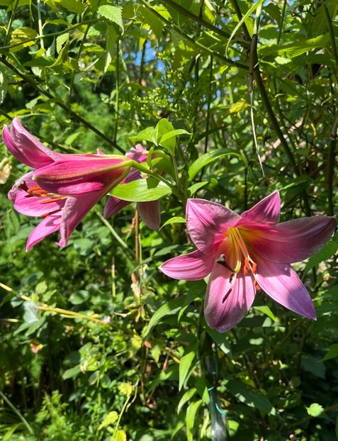 F7754495-65B7-49FB-A46F-BFF834E1CB39 - Crini 2016 2023