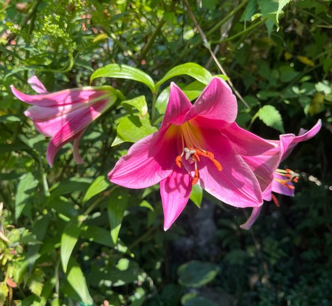 C26288B2-AEA4-4F51-BA32-870E02FCEEC7 - Crini 2016 2023