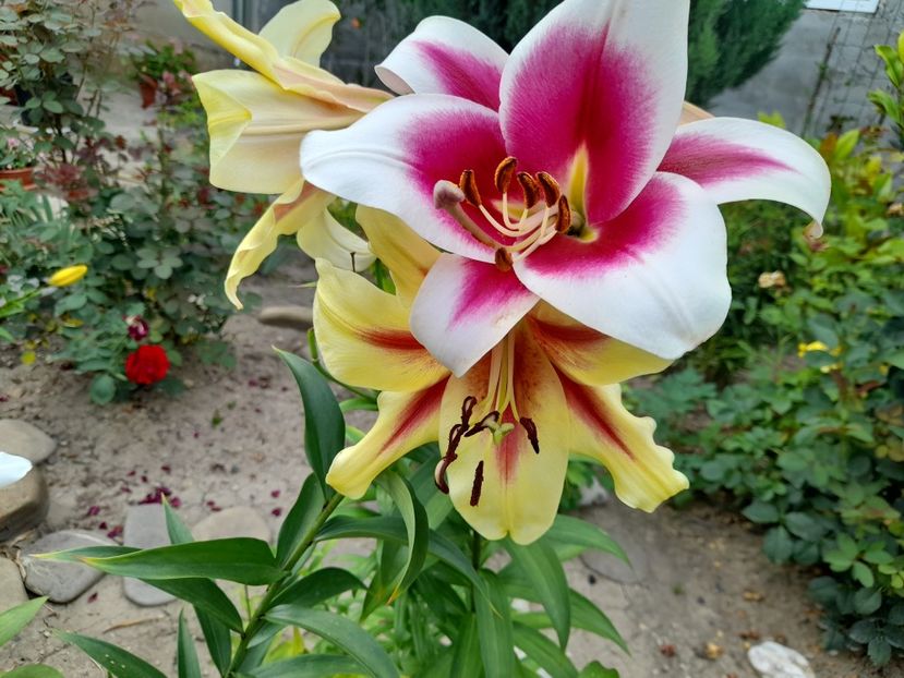  - 1 Bucurii nemuritoare 2023