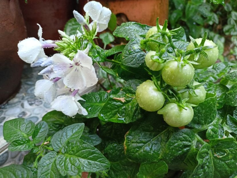  - Grădina 2023 continuare 4