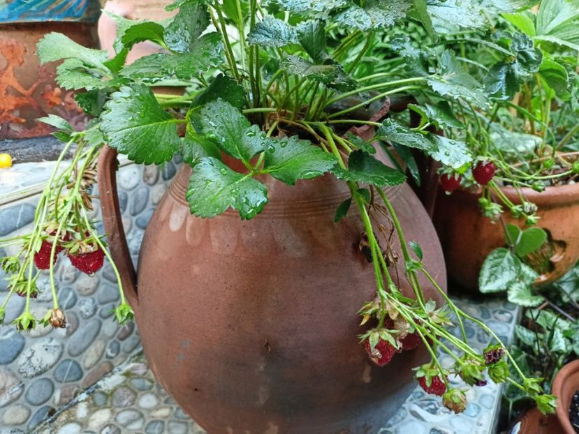  - Grădina 2023 continuare 4