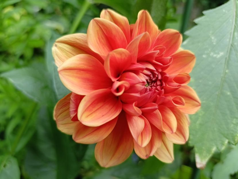 Orange Nugget - Grădina 2023 continuare 4