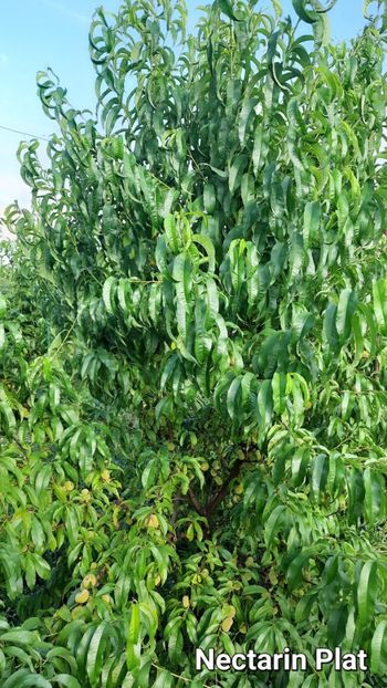 Nectarin plat - Nectarin Plat
