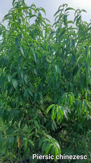 Piersic chinezesc plat - Piersic chinezesc