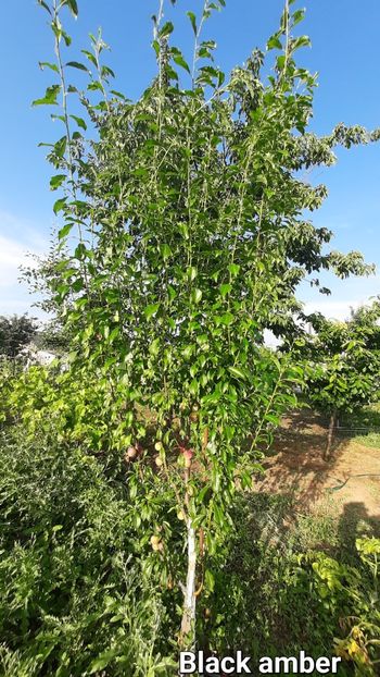 Prun Black Amber - Prun Black amber