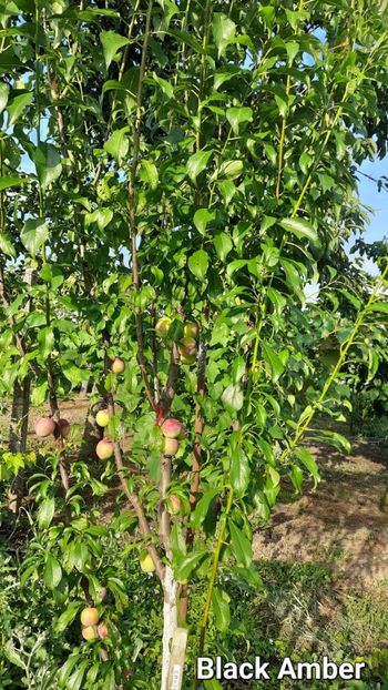 Black amber - Prun Black amber