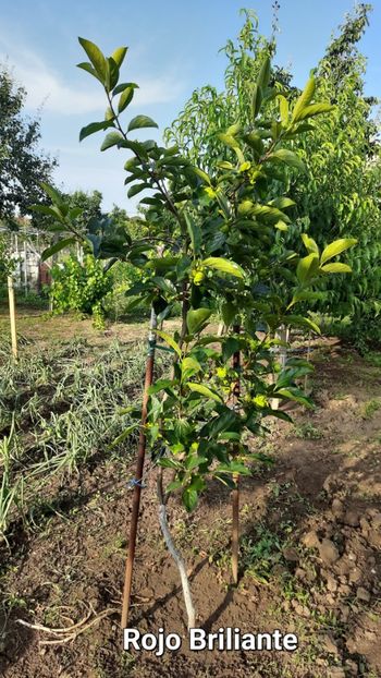 Rojo briliante - Kaki Rojo briliante