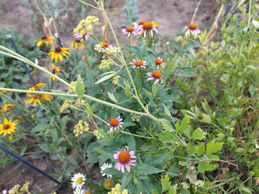  - Flori de gradina-2023